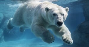 Berliner Zoo Eisbären: Alle Infos zu den flauschigen Publikumslieblingen